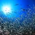 EcoScope report sheds light on fishing methods, estimates illegal activity